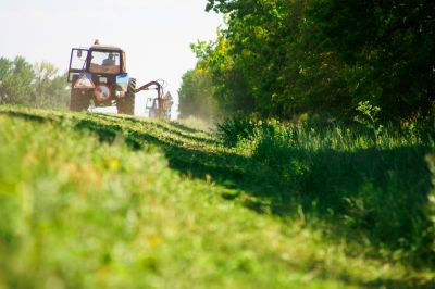Overgrown Land Clearing